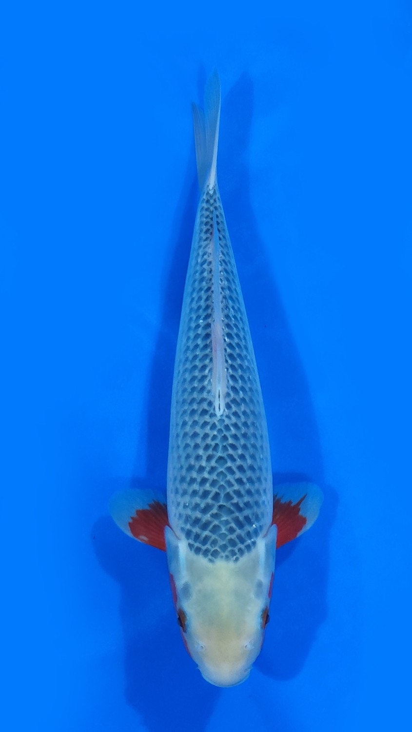 Juara 2