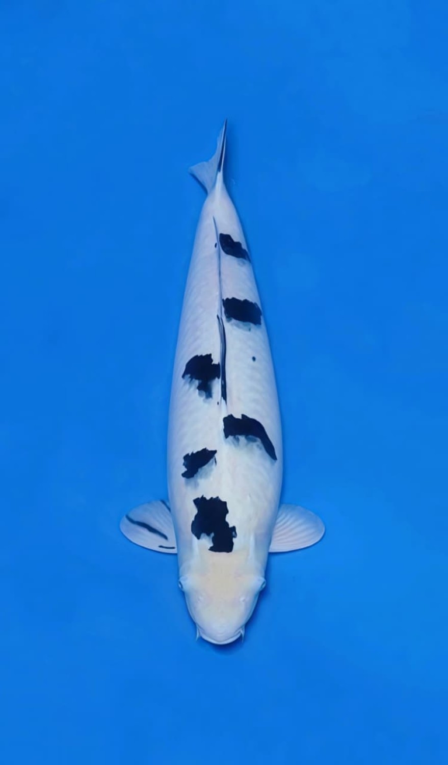 Best In Size D 51 - 55 cm