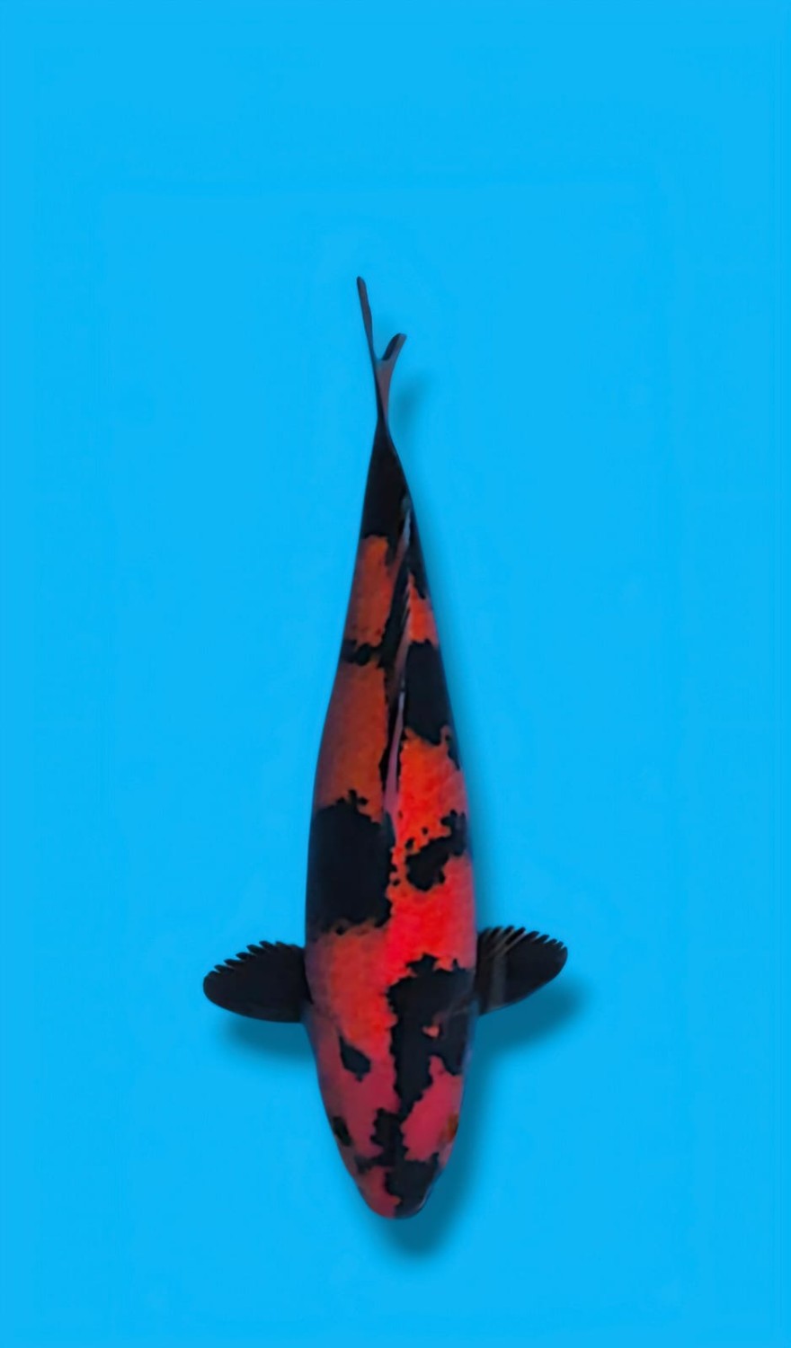 Juara 2