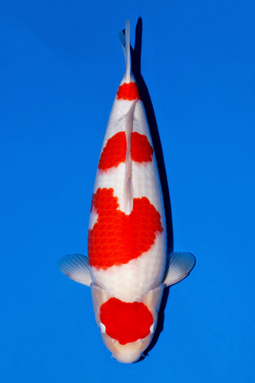 Juara 1
