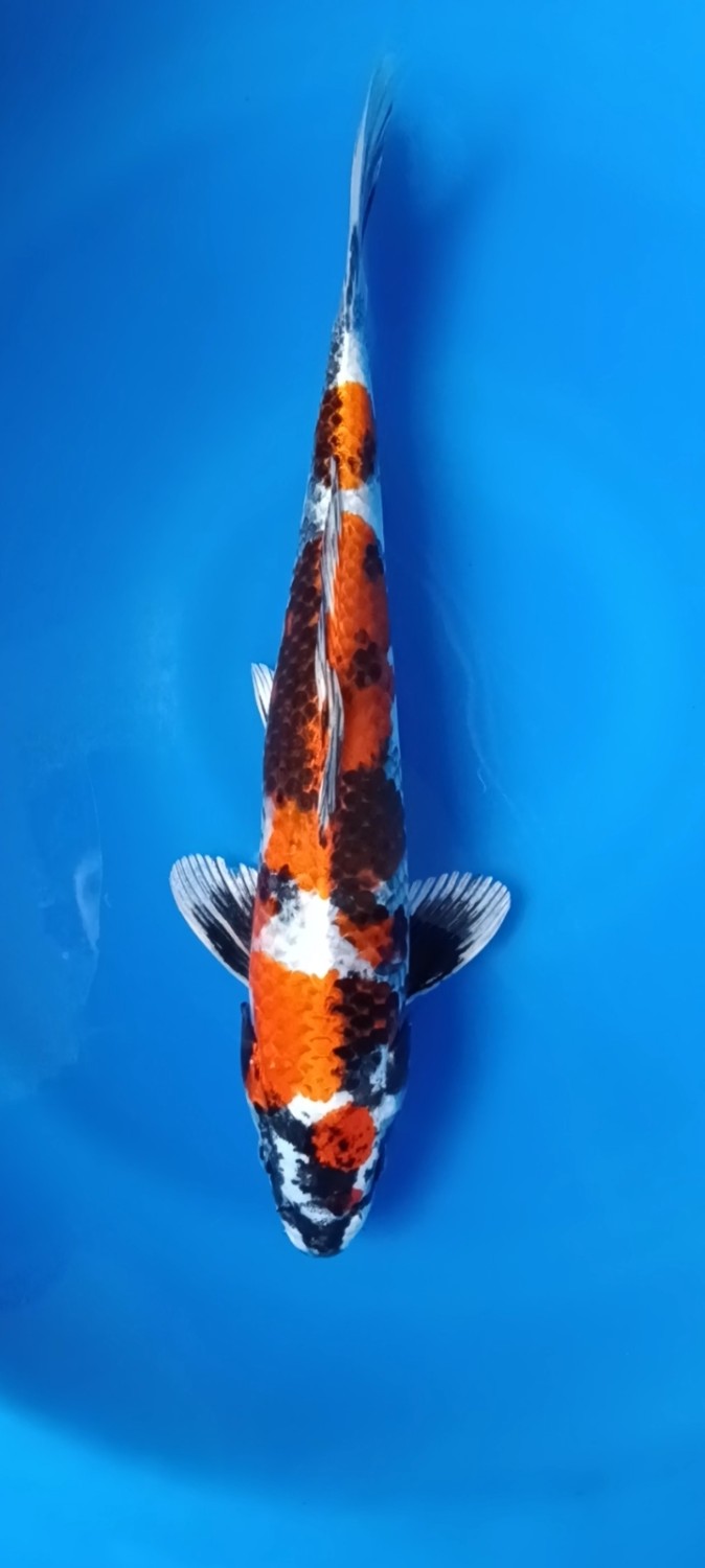 Juara 1