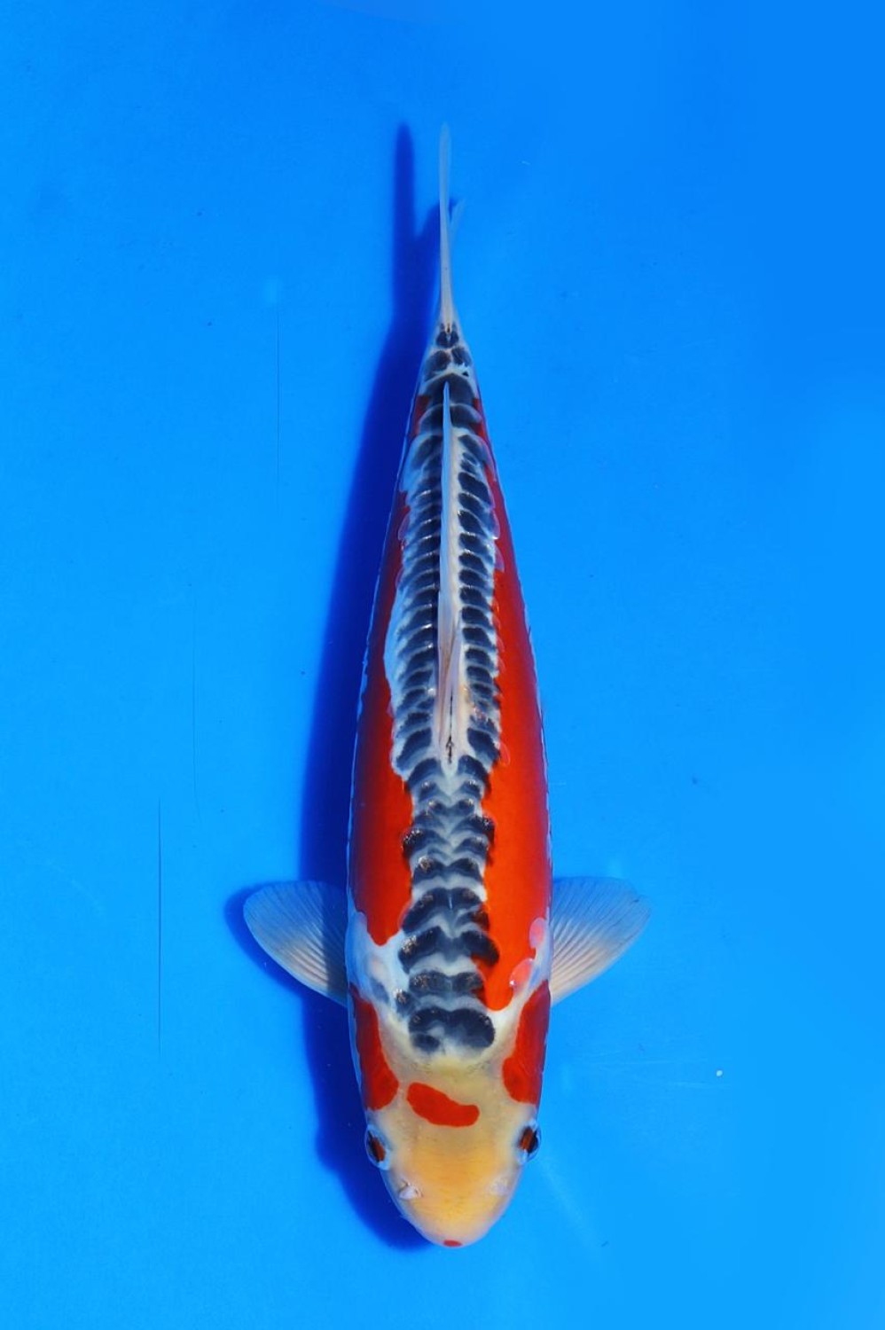 Juara 1