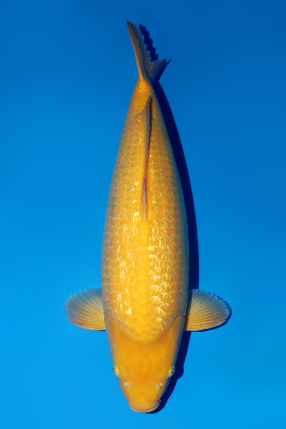 Juara 1