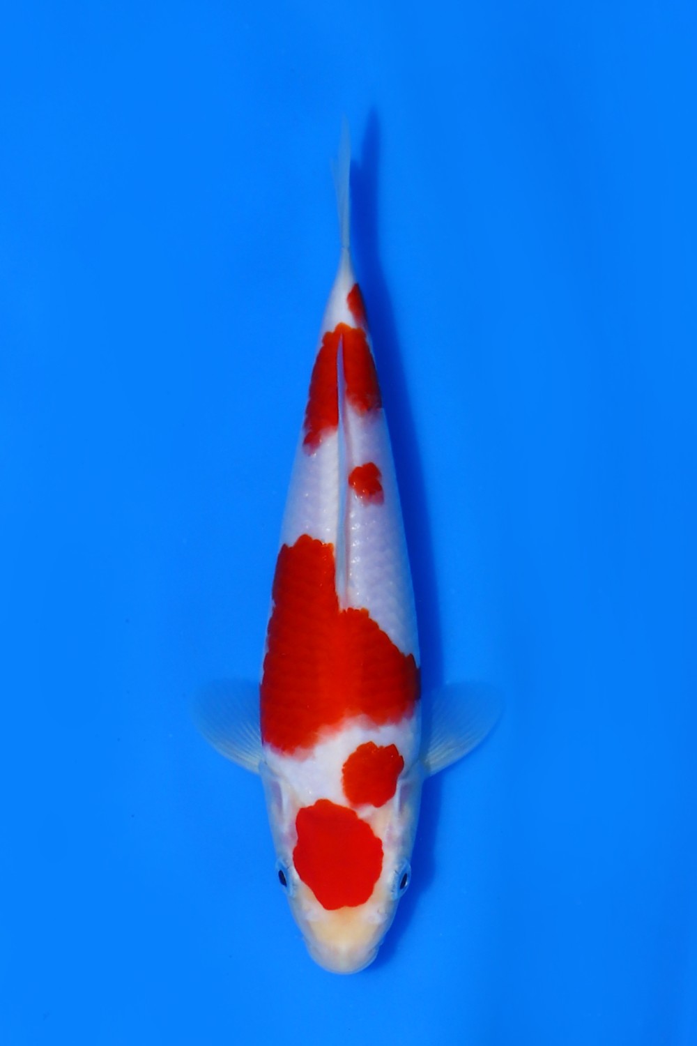 Juara 2