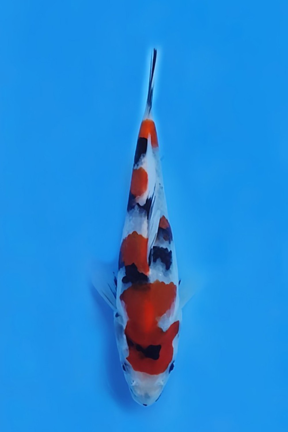 Juara 4