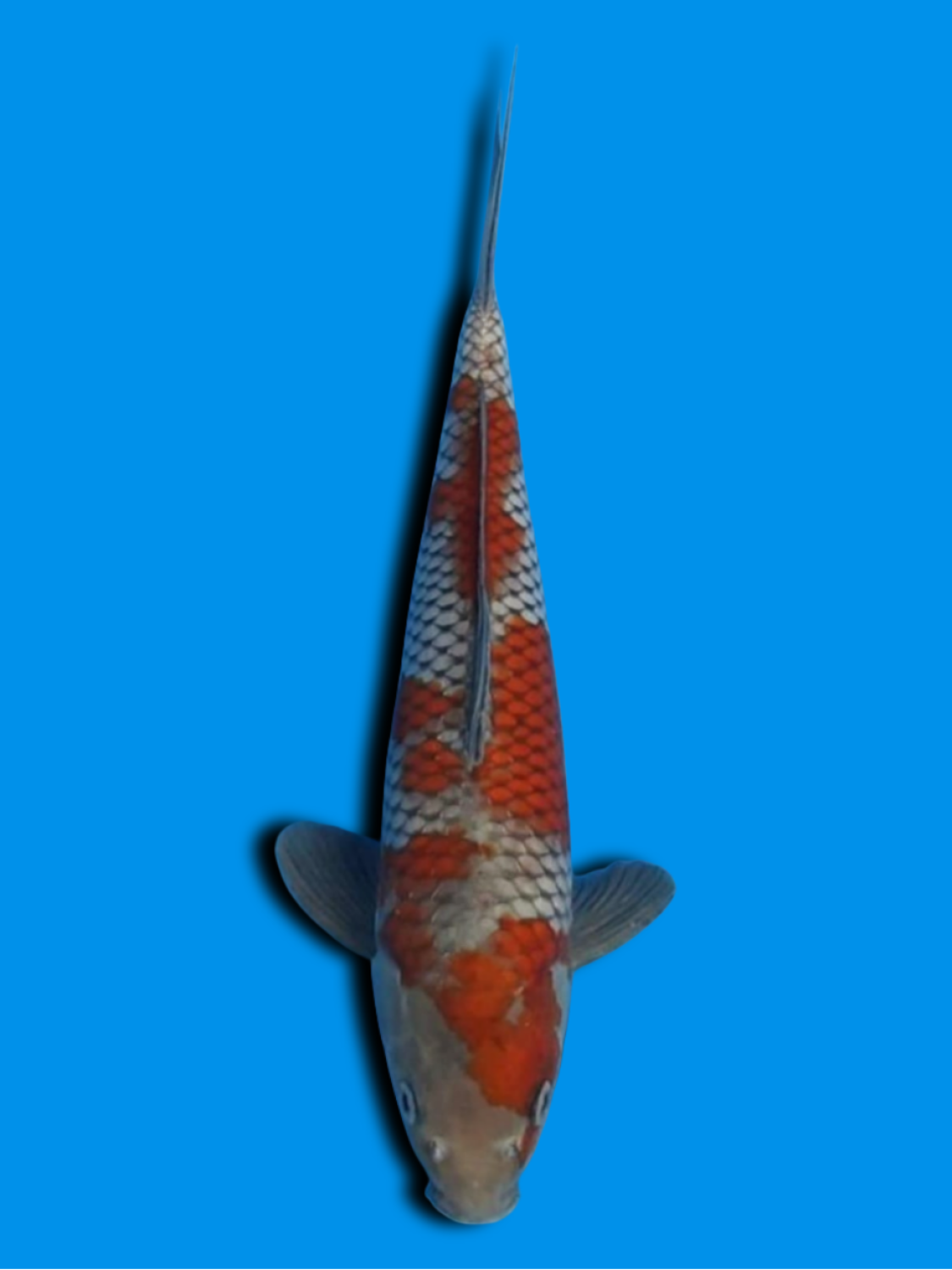 Juara 3