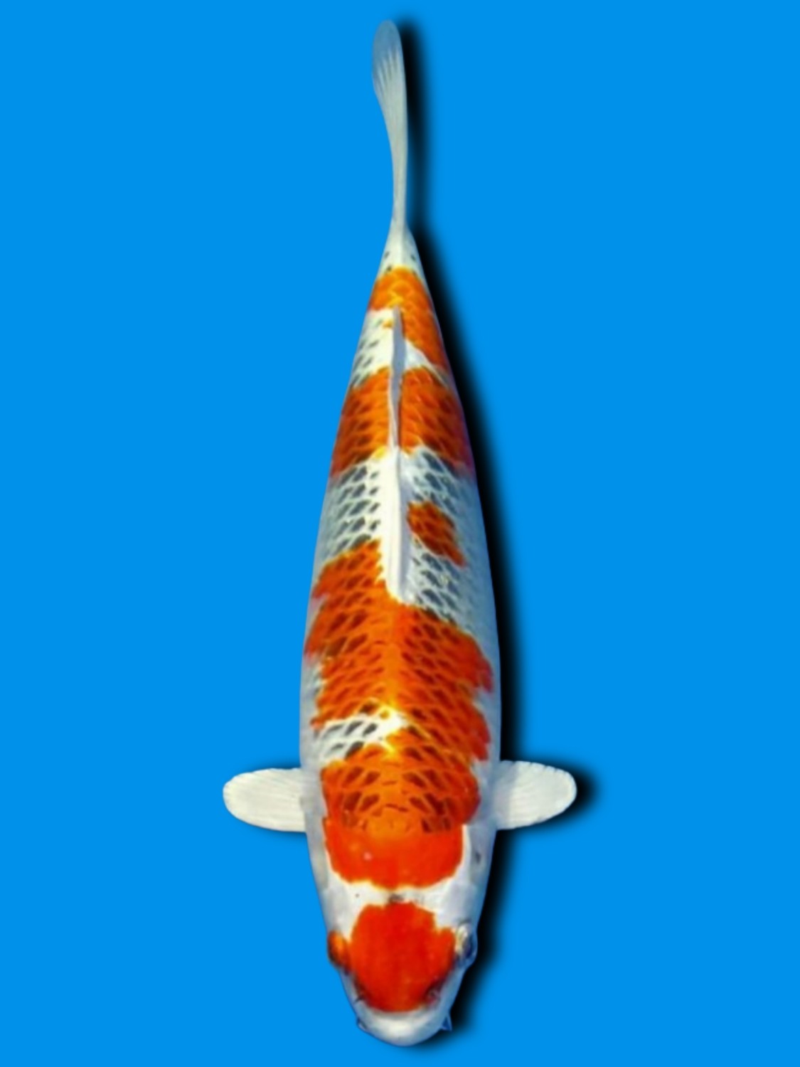 Juara 3