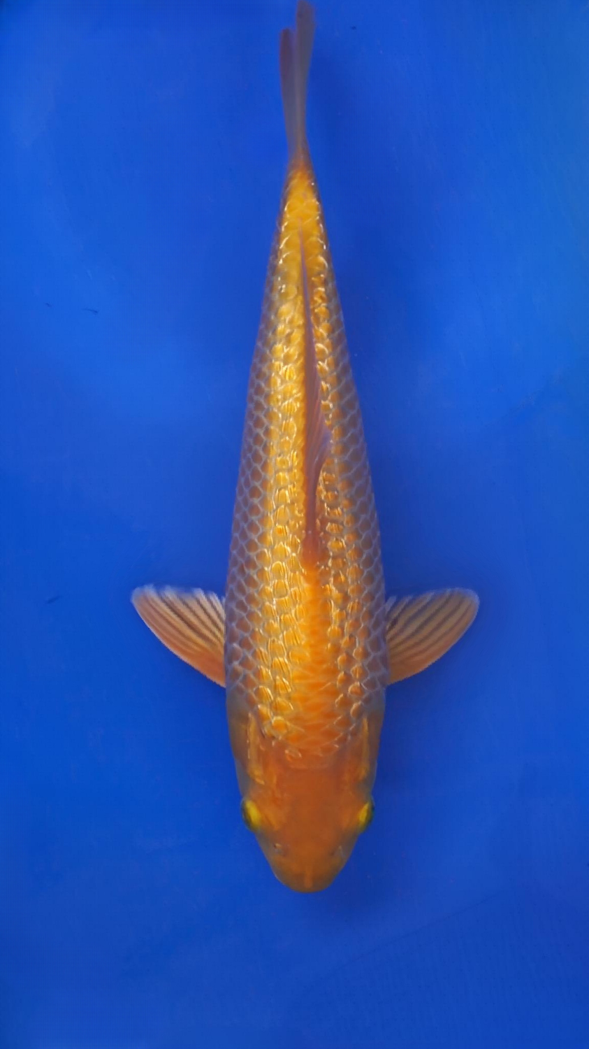 Best In Size E 21 - 25 cm