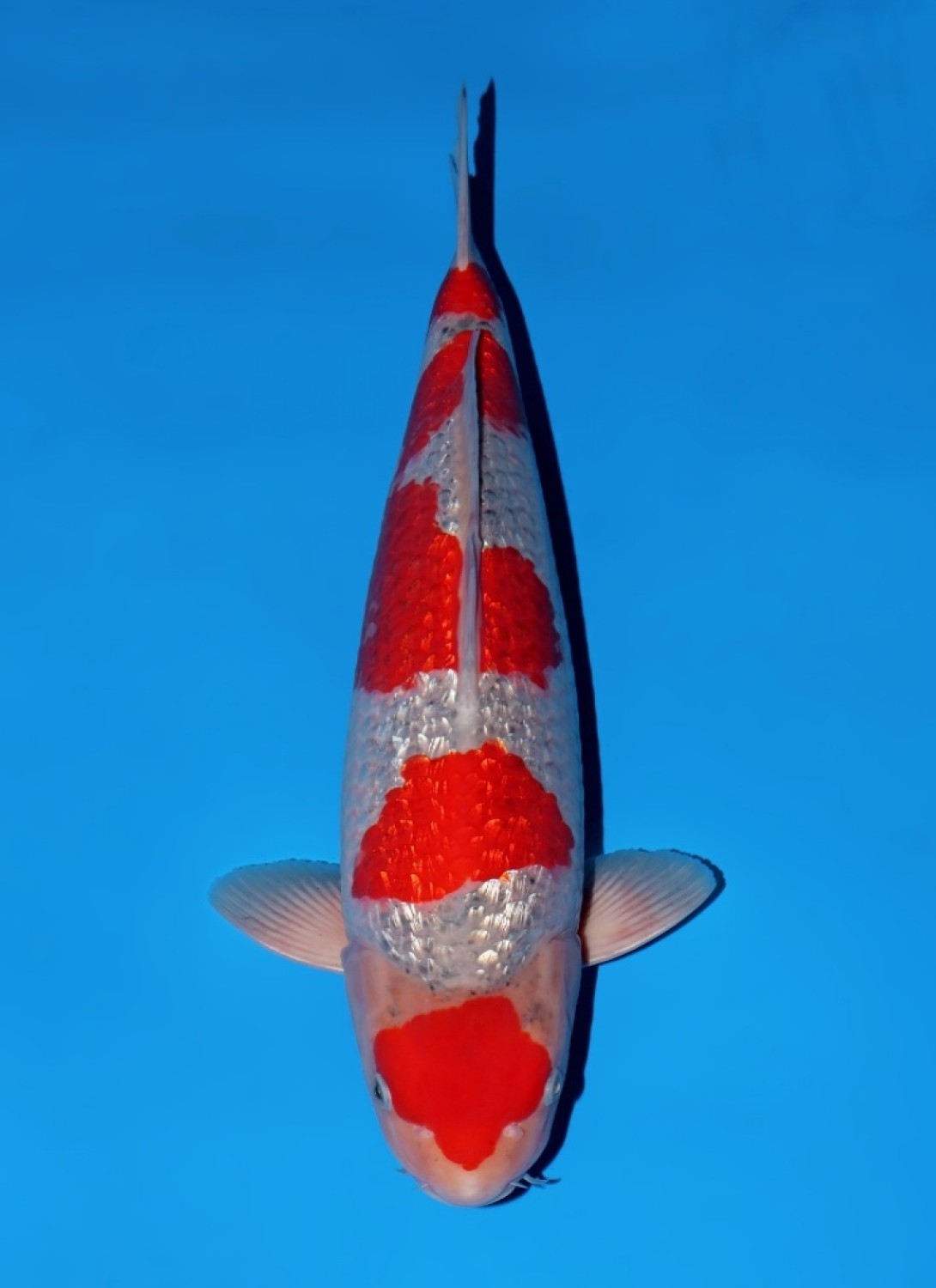 Juara 3