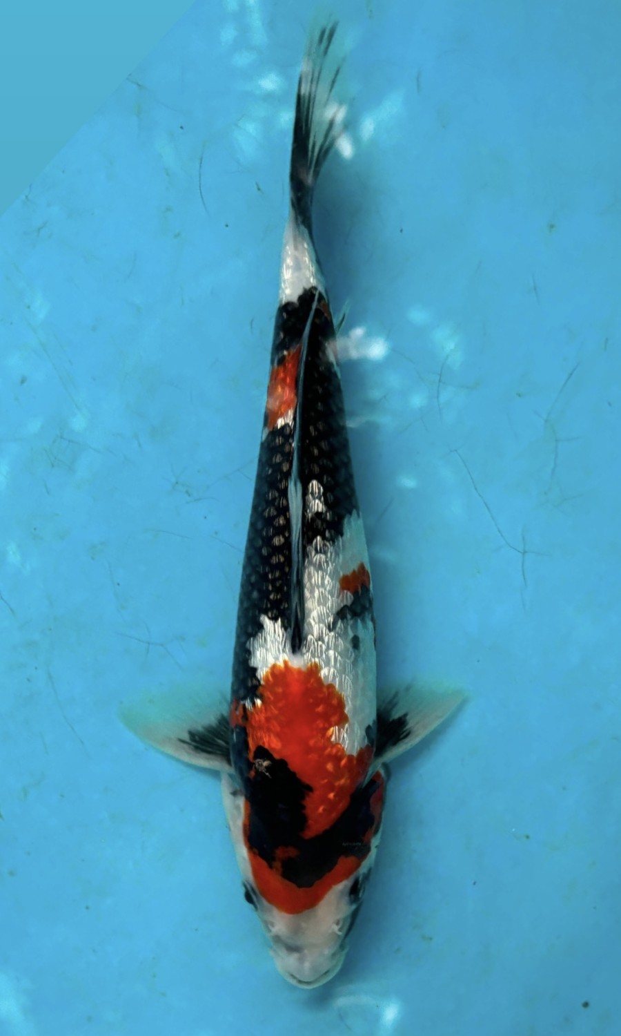 Juara 2