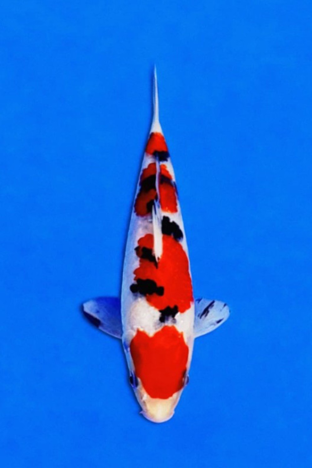 Mini Champion 1 A