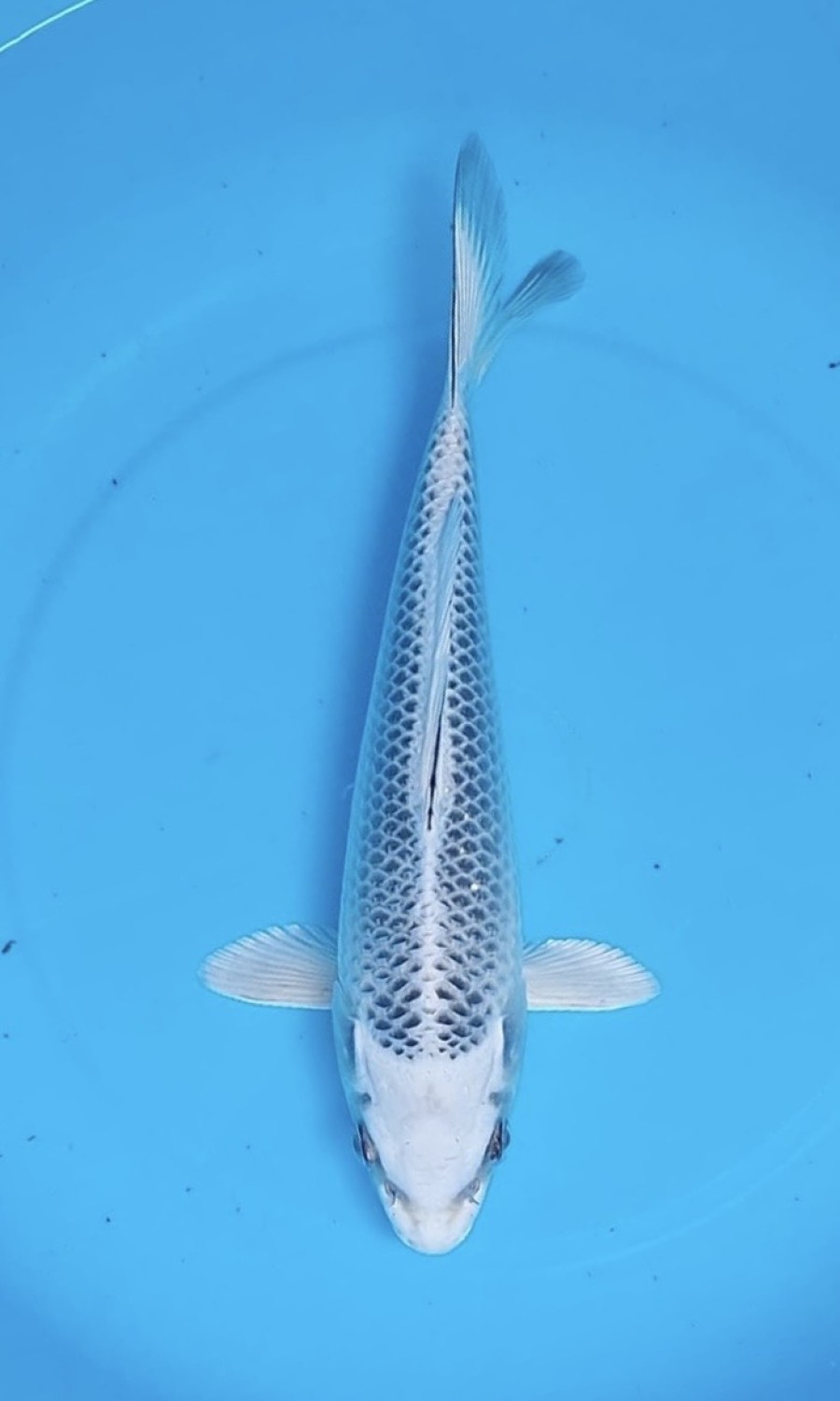 Juara 1
