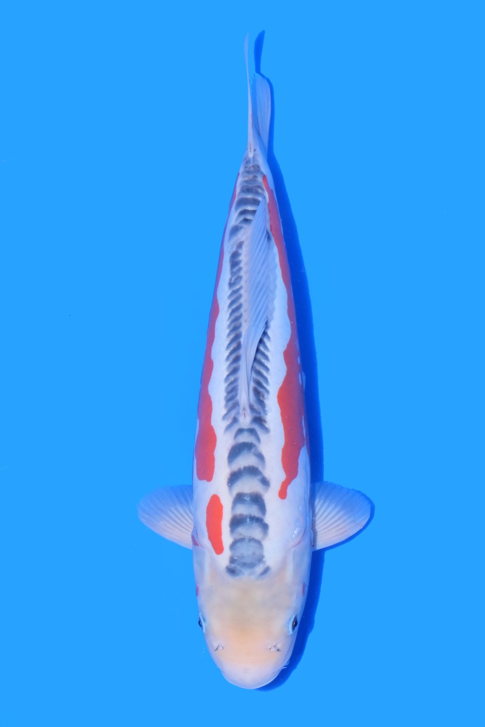 Best In Size D 41 - 45 cm