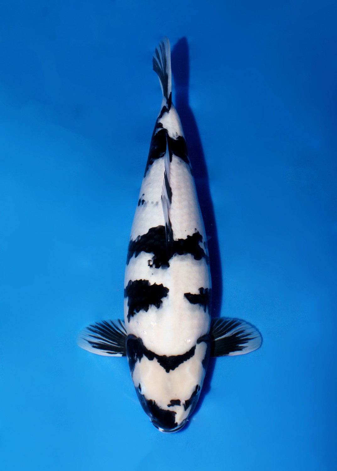 Ikan Koi Shiro Utsuri