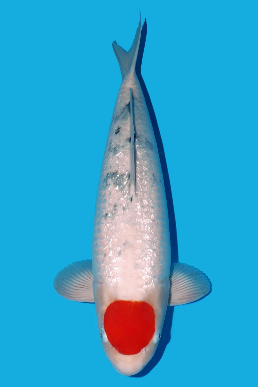 Juara 4