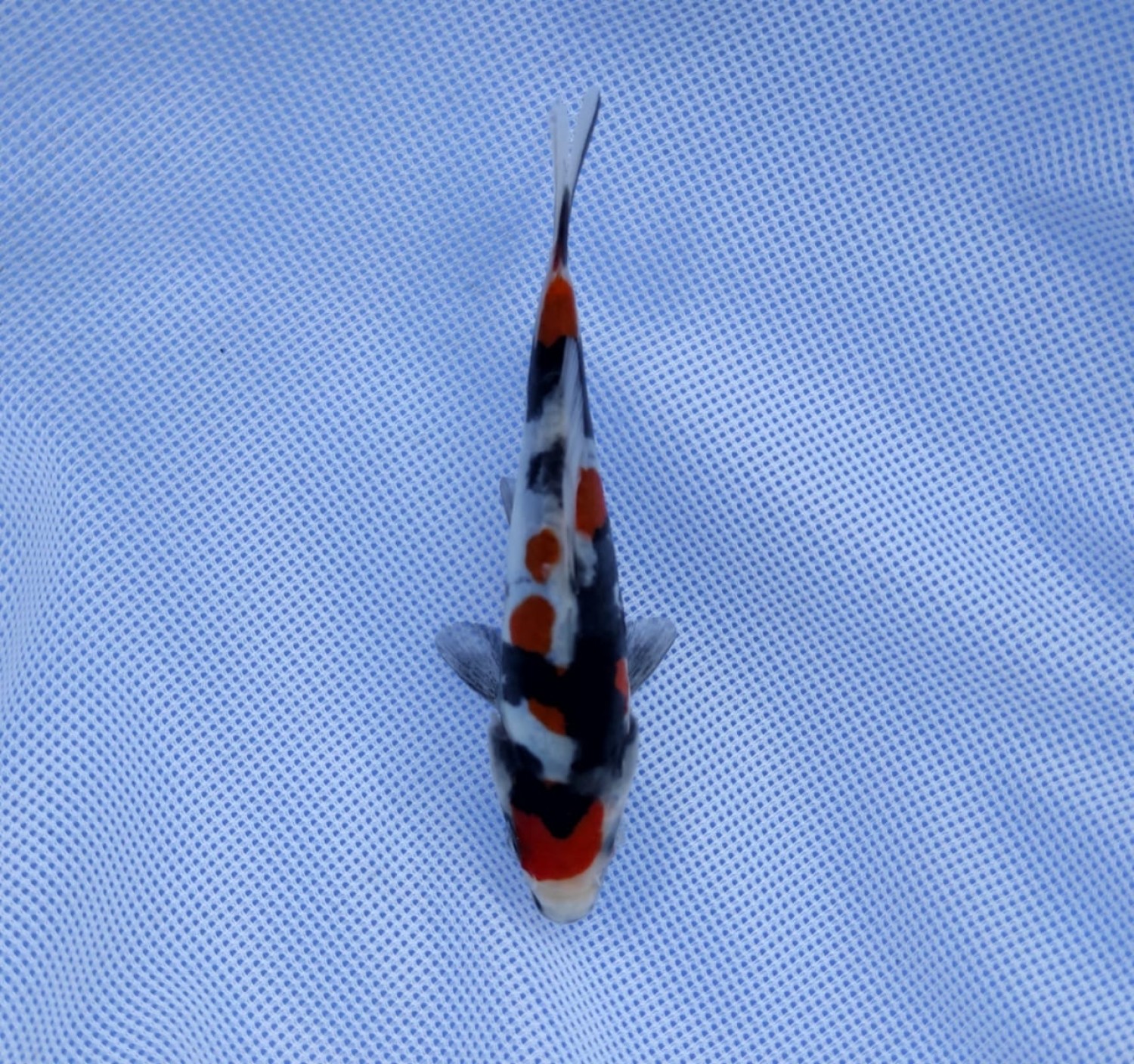 Juara 2