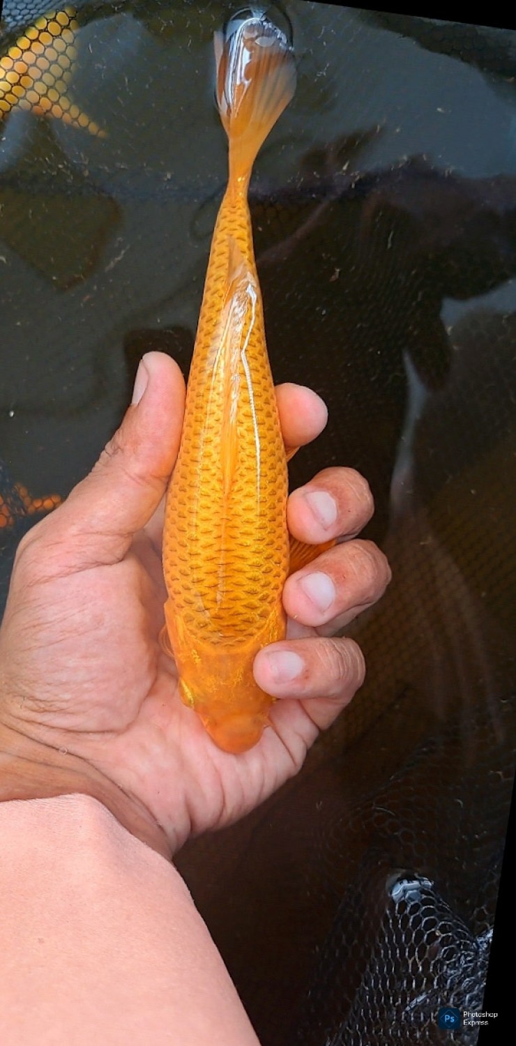 Juara 1