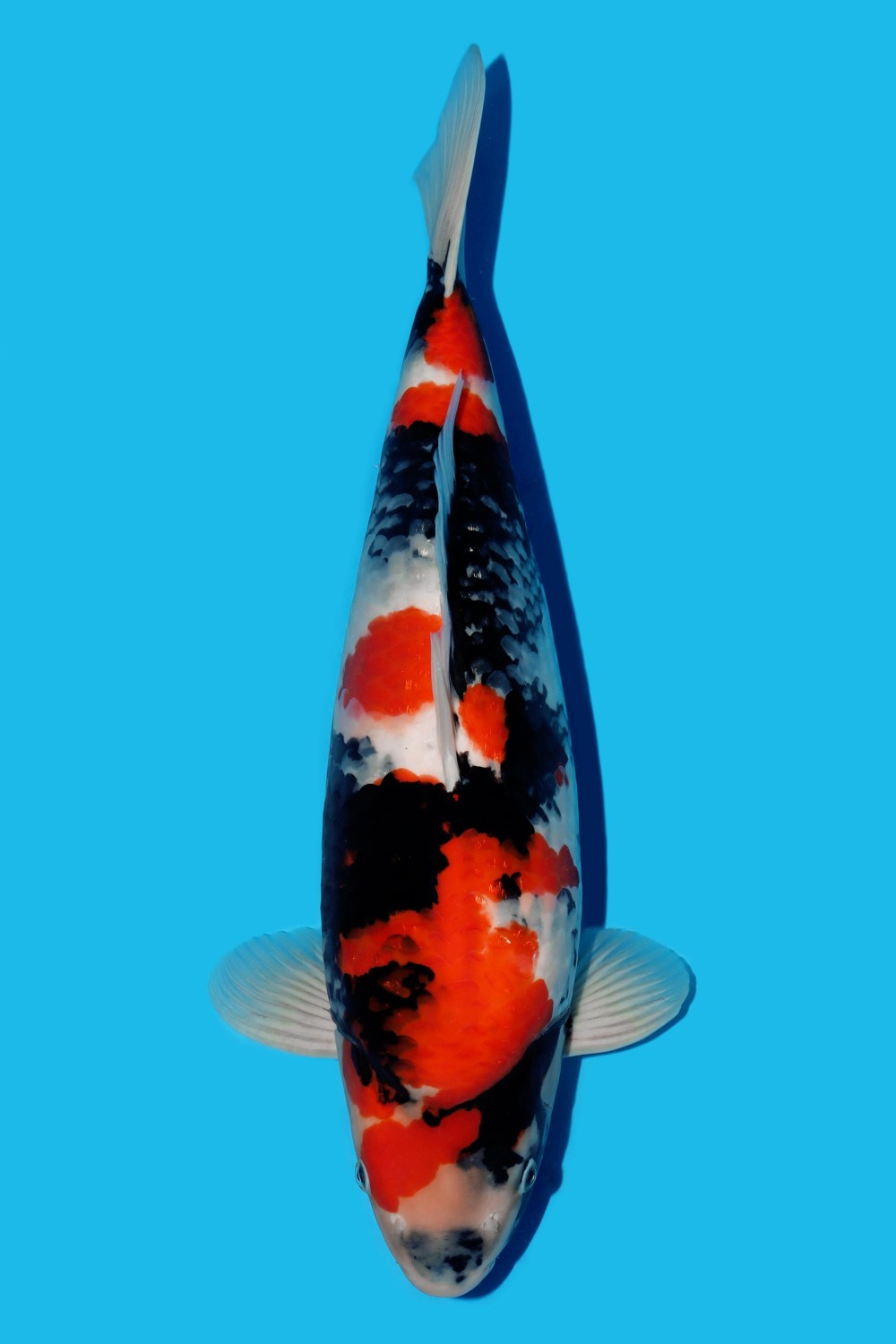Juara 3