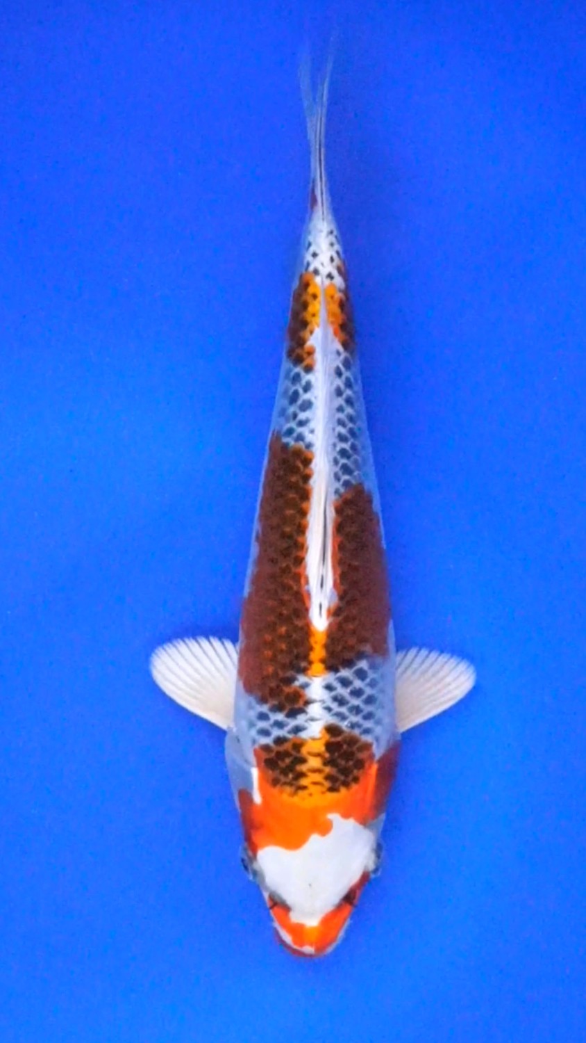 Juara 4