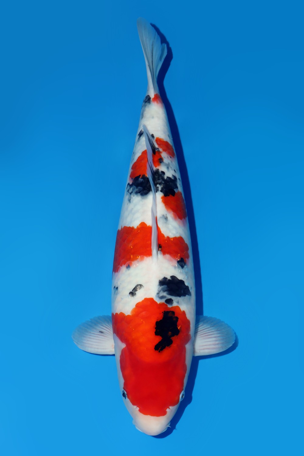 Best In Size F 51 - 55 cm