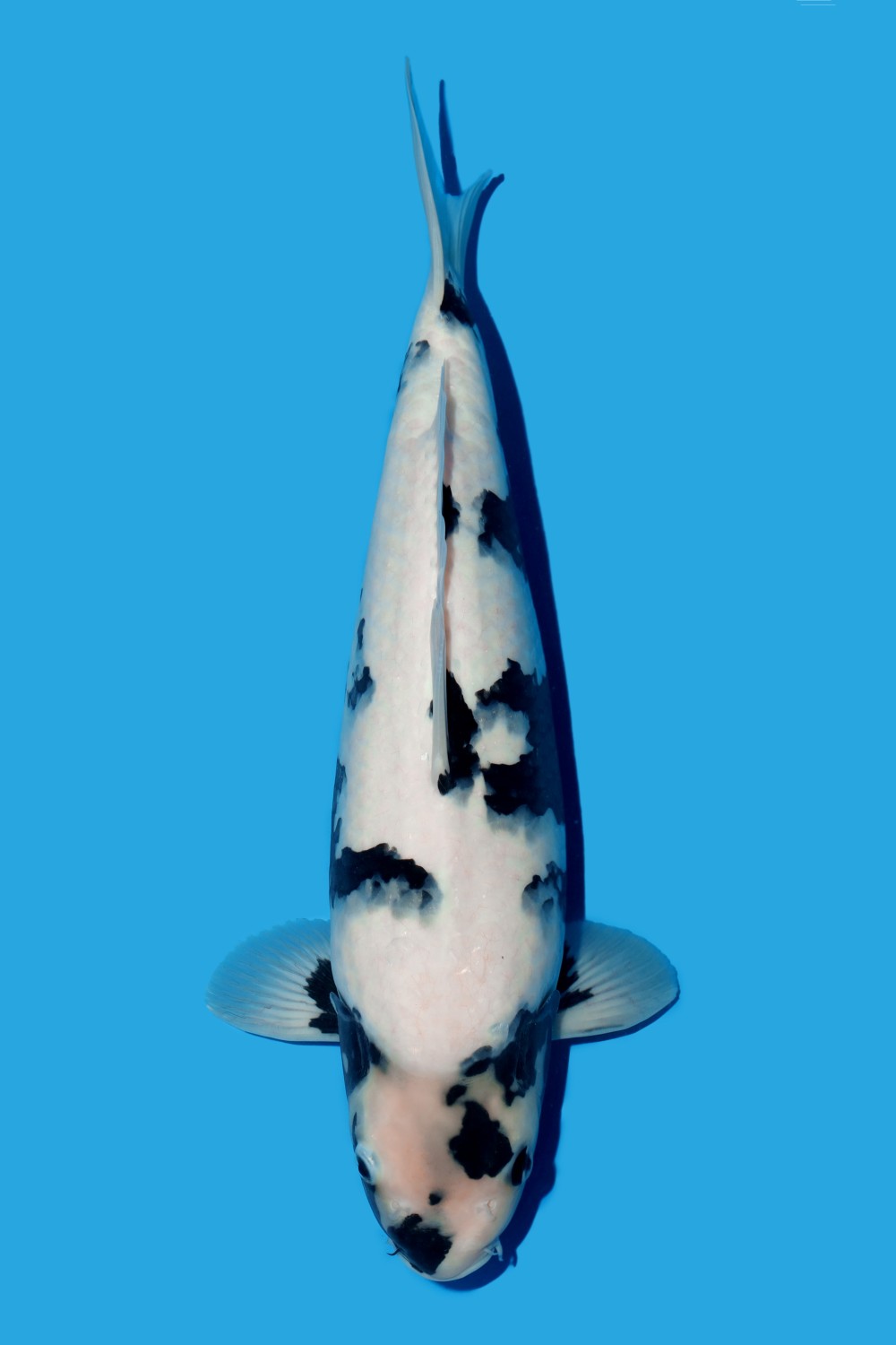 Best In Size F 41 - 45 cm