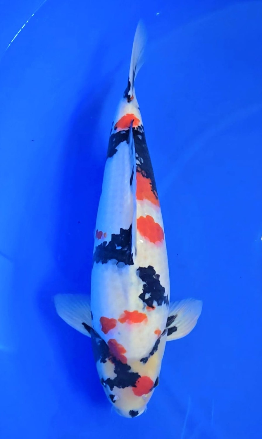 Juara 5