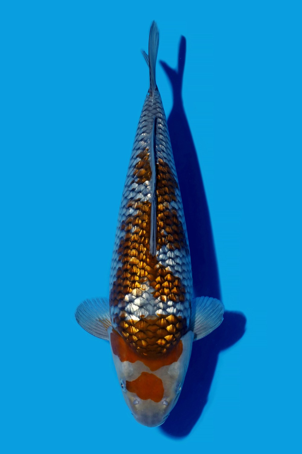Juara 4