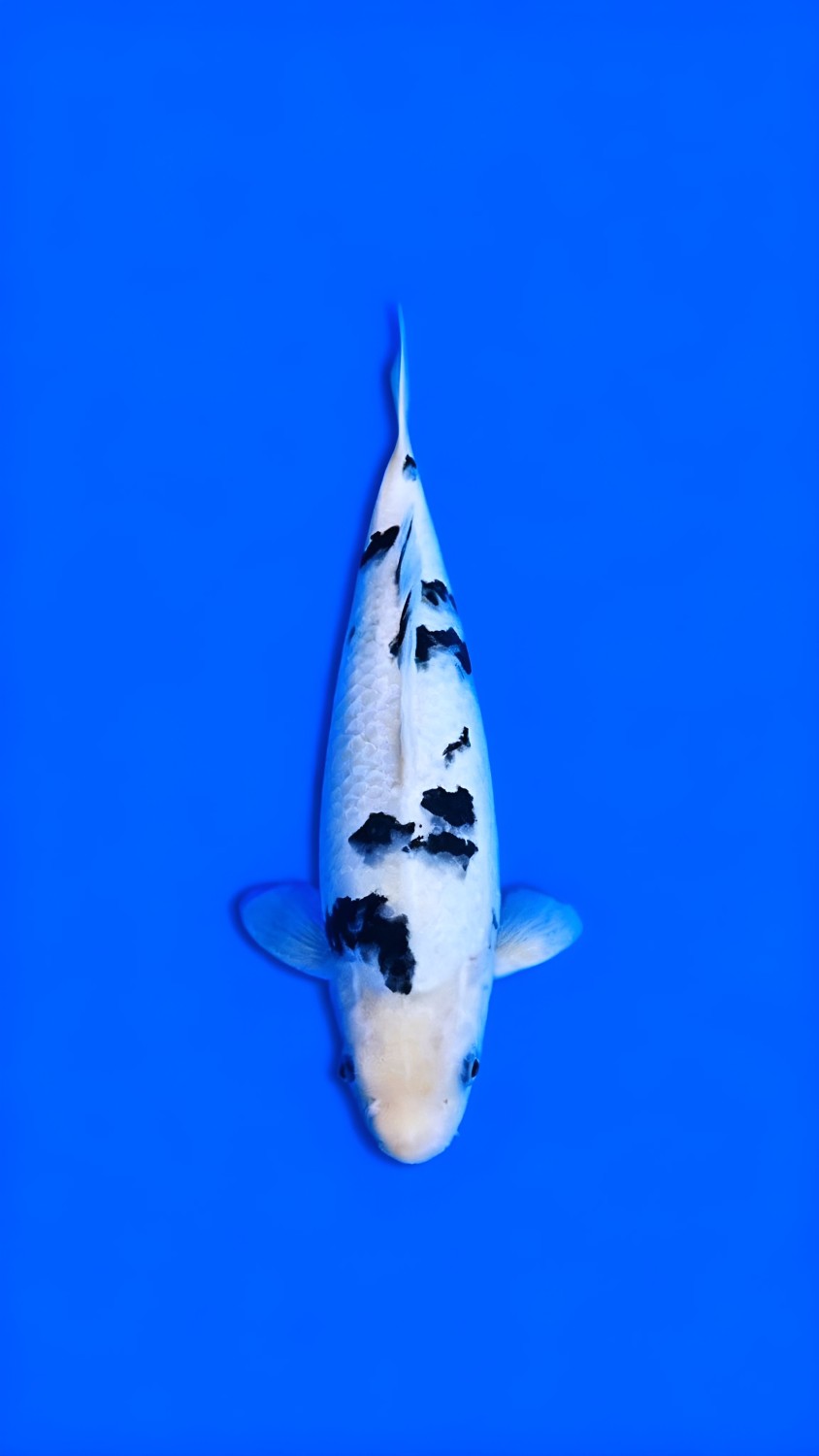 Juara 2