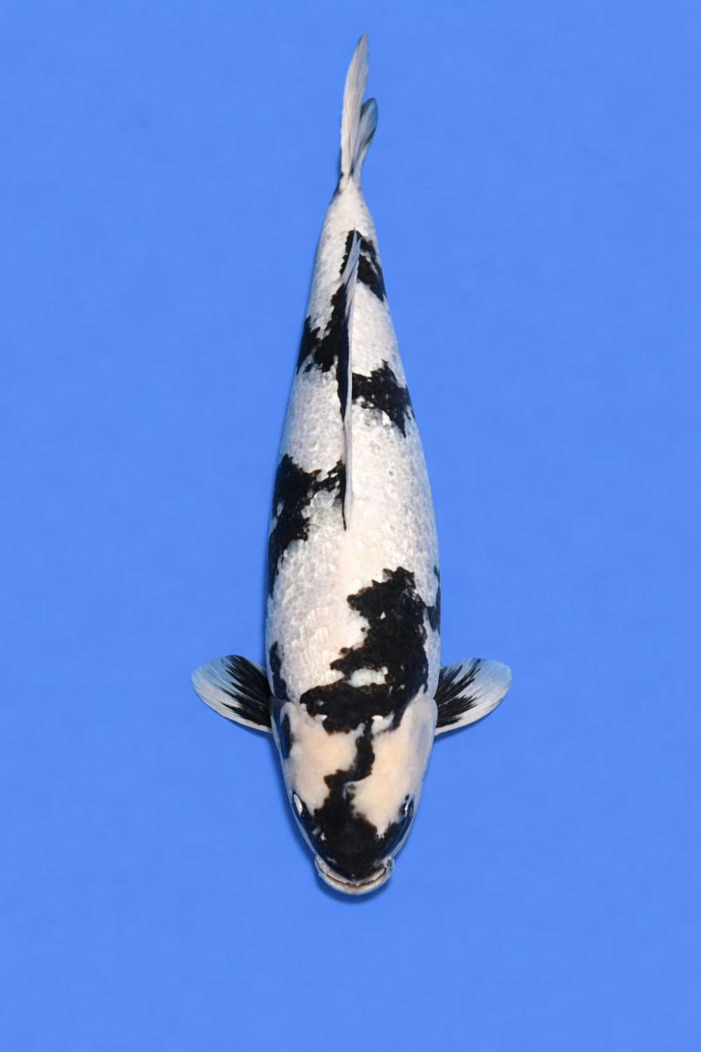 Juara 5