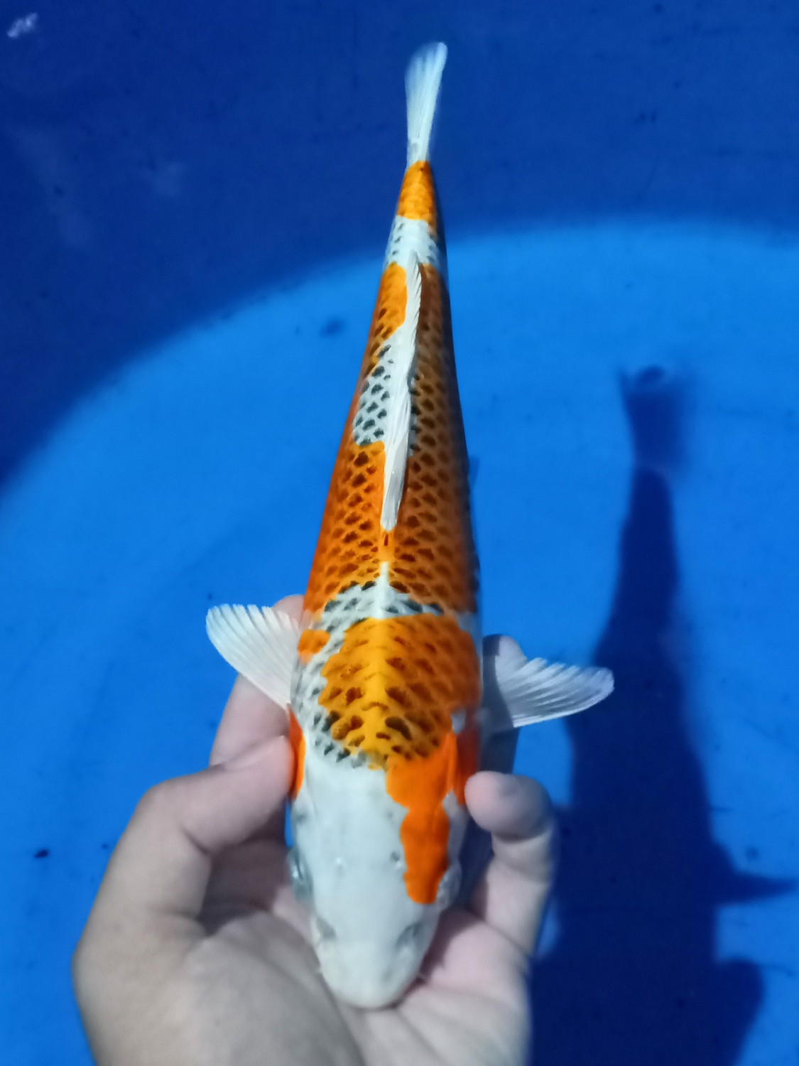 Juara 5