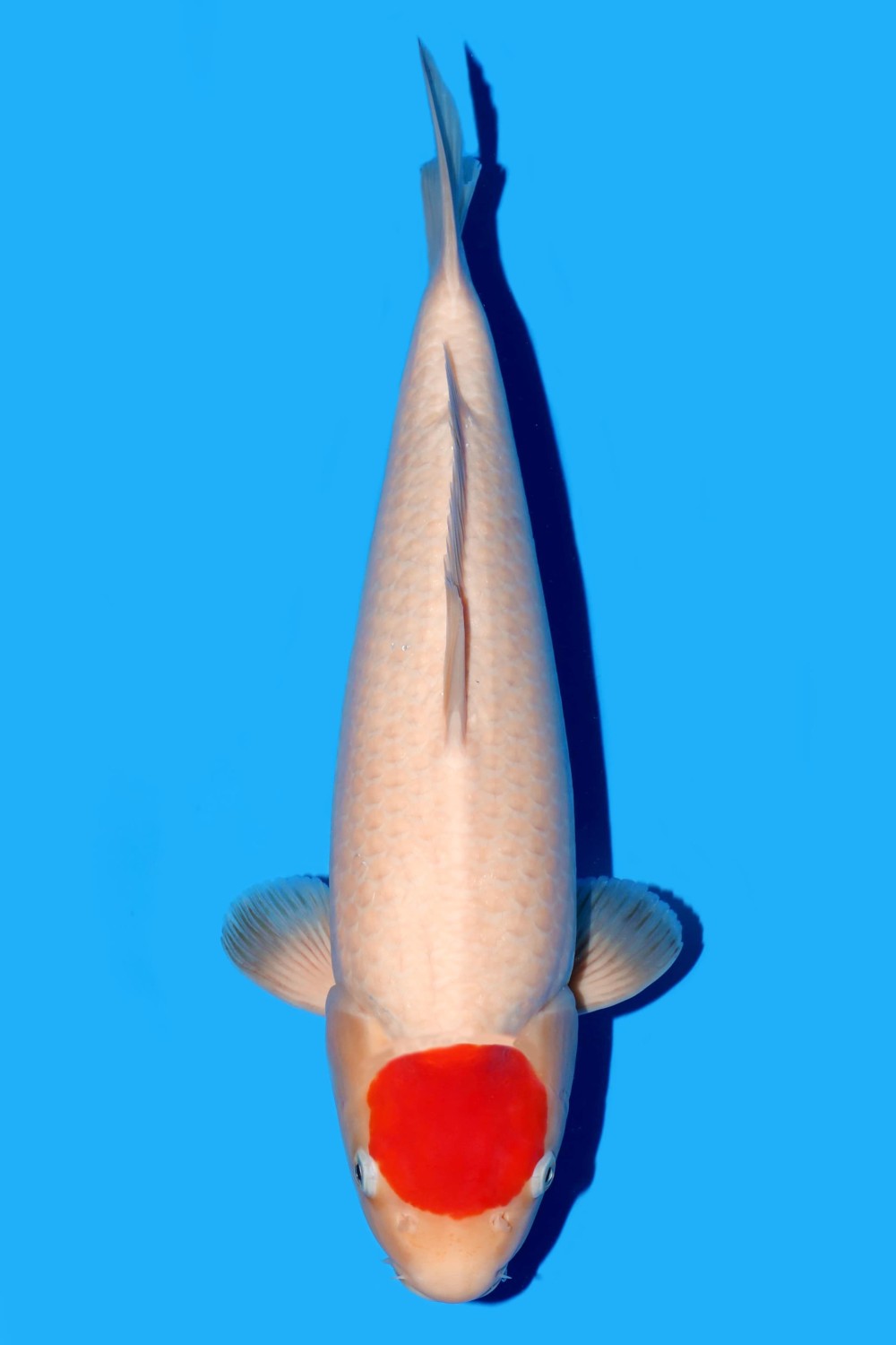 Juara 1