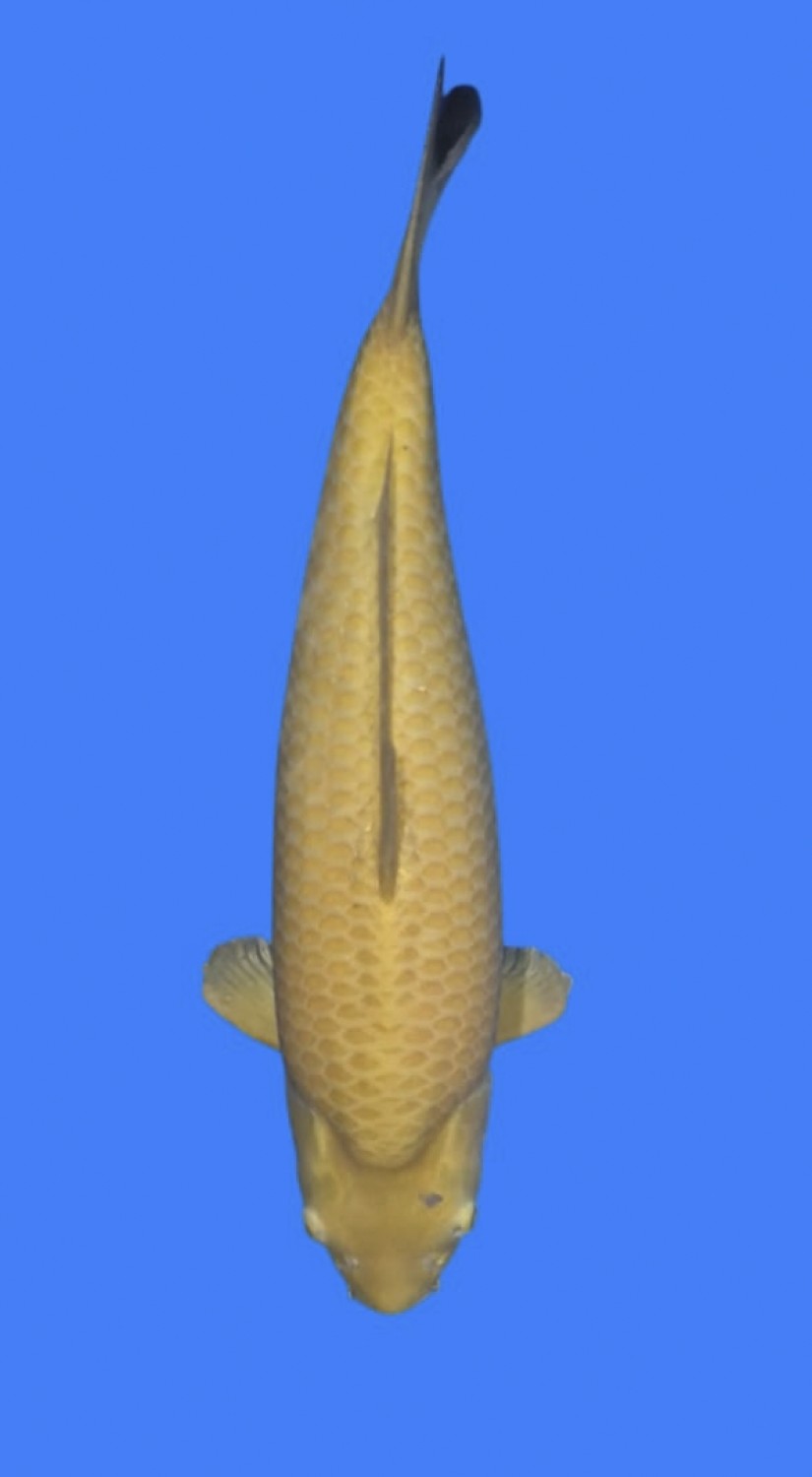Juara 1
