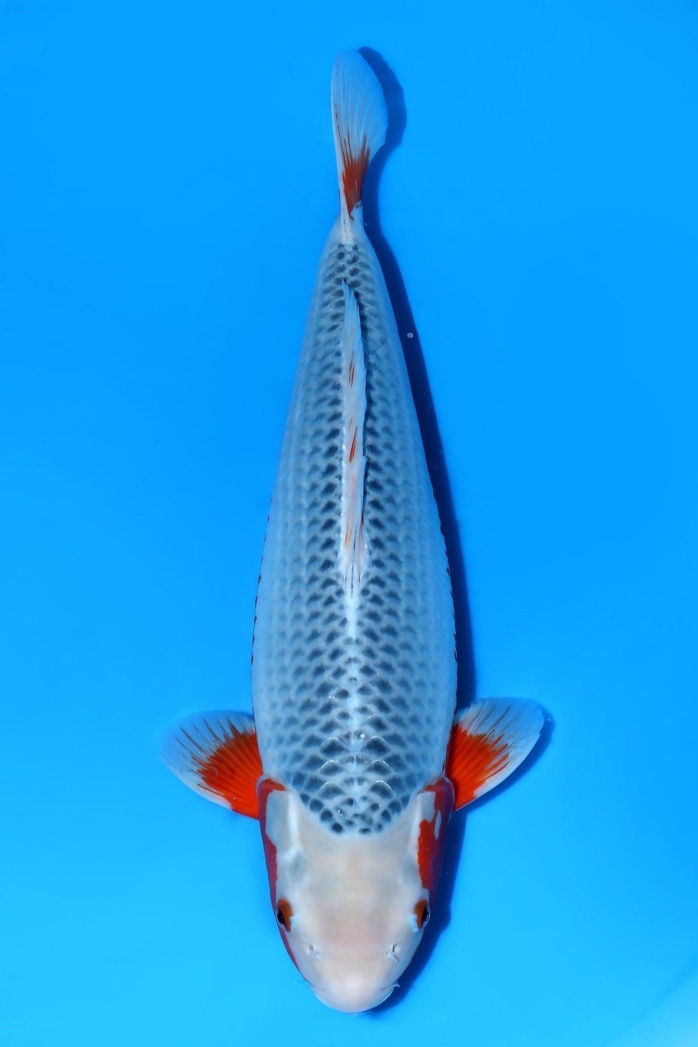 Juara 2