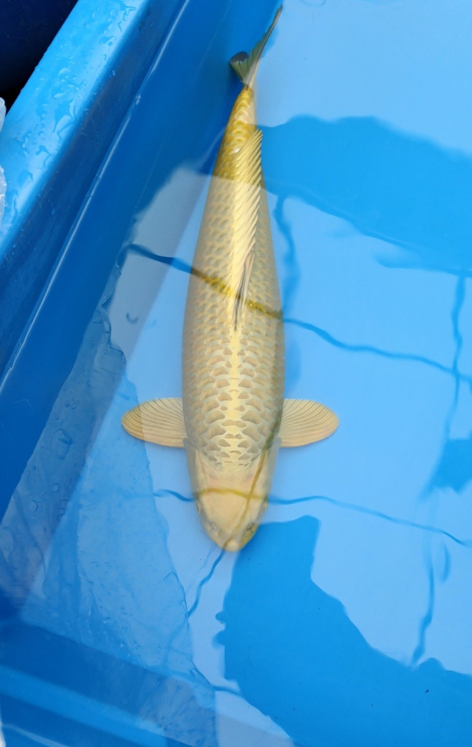 Juara 2