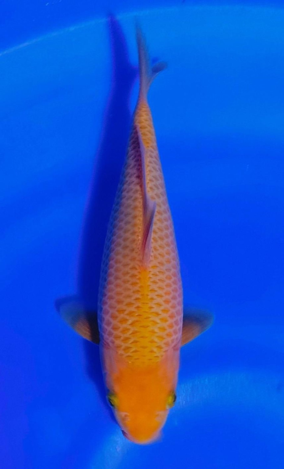 Juara 1