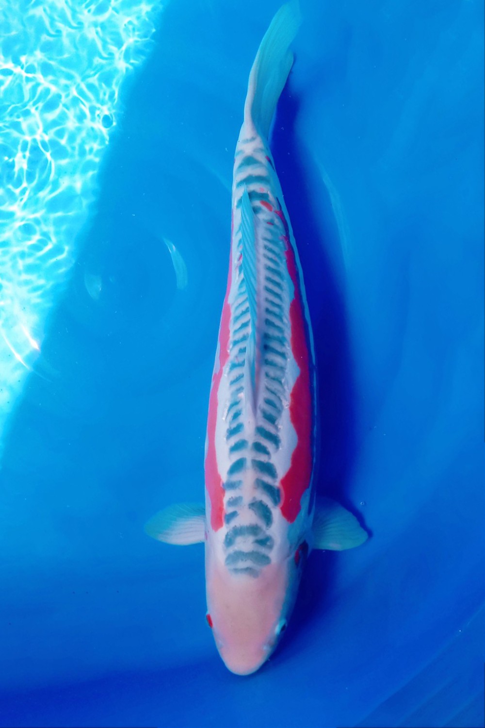 Juara 1