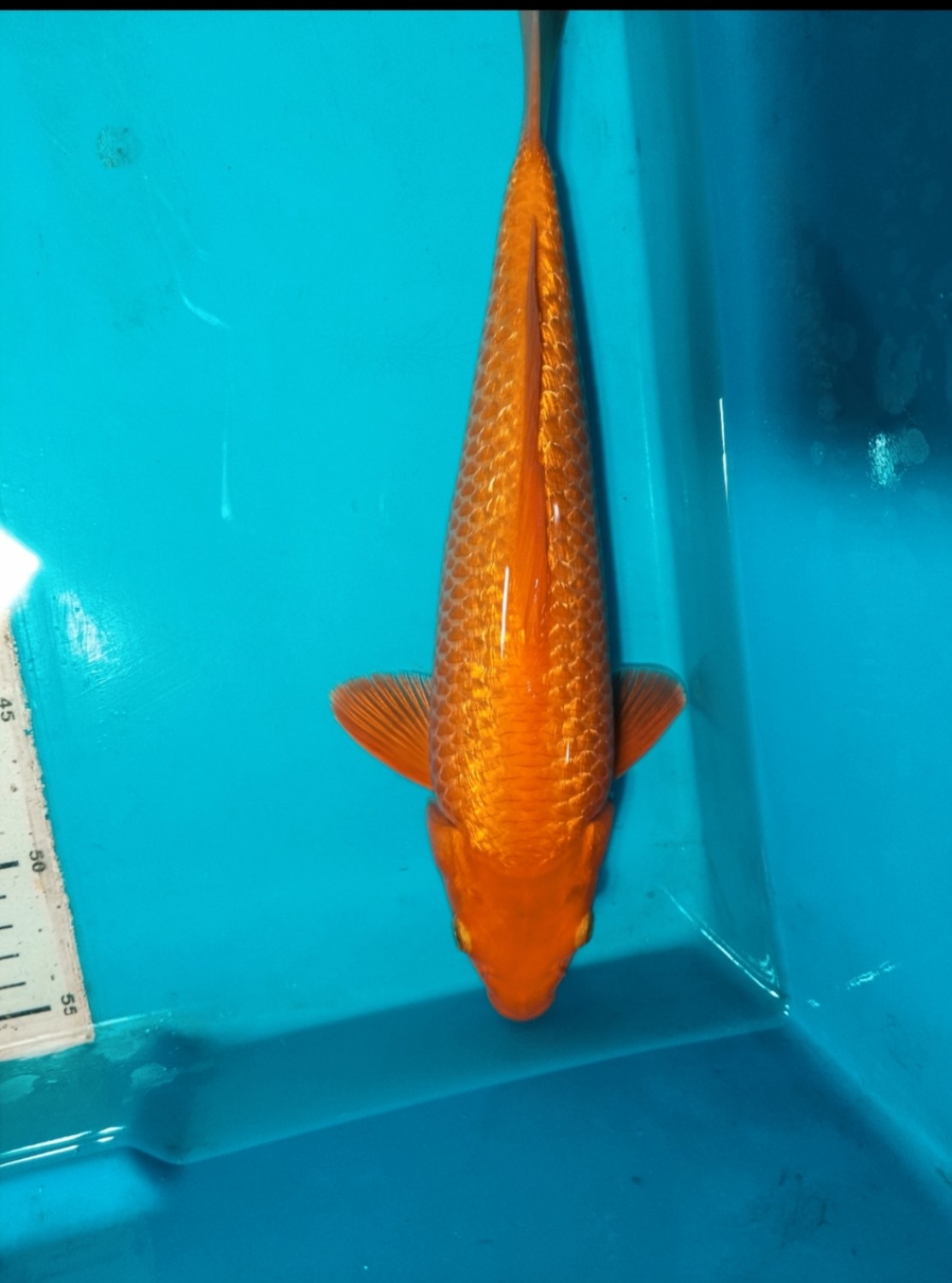 Juara 1
