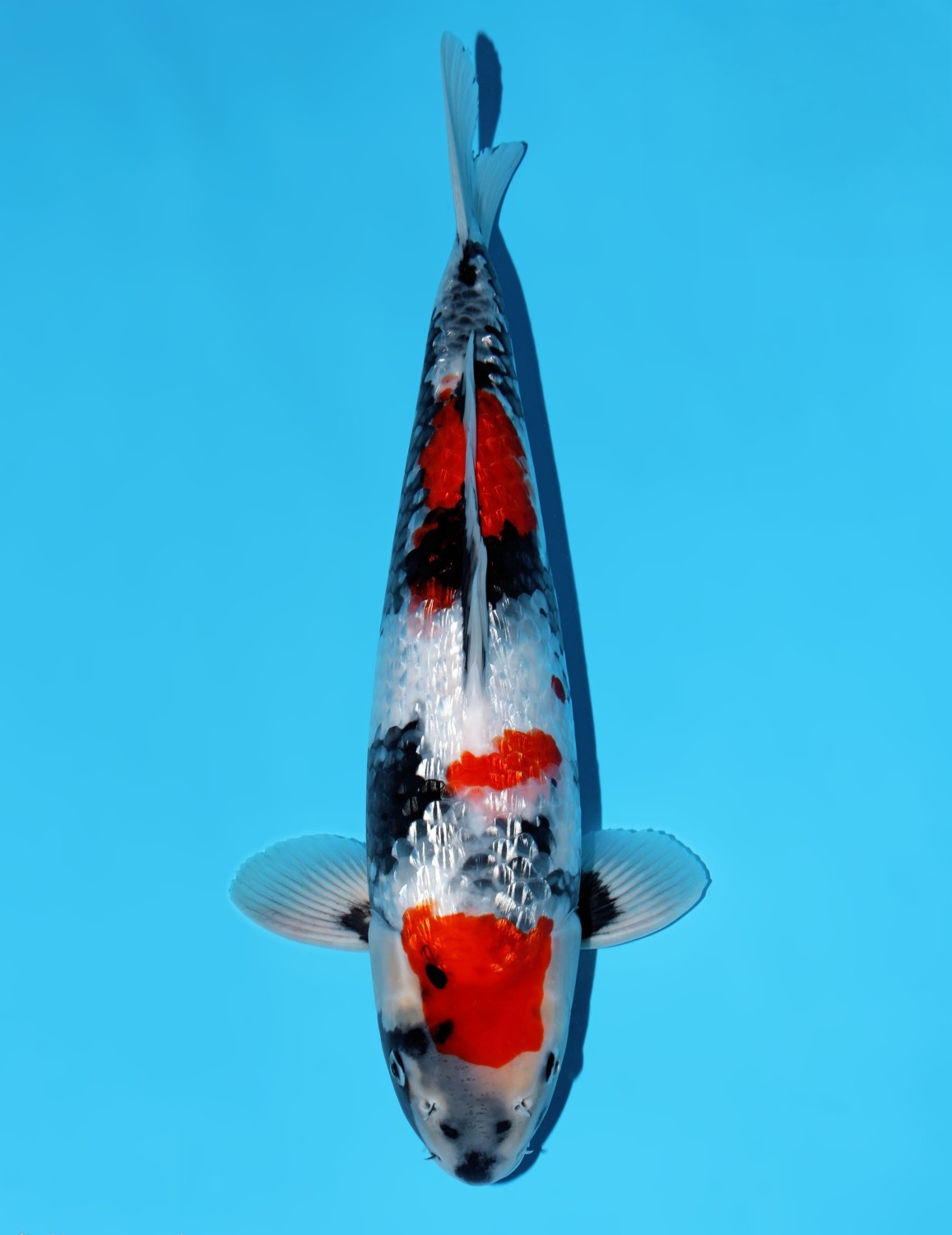 Ikan Koi Kinginrin A