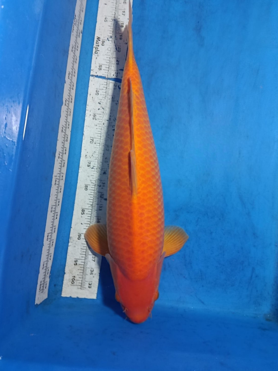 Best In Size E 51 - 55 cm