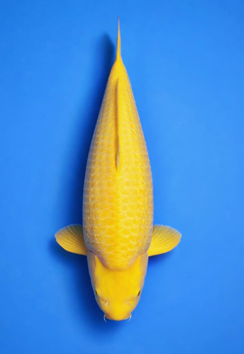 Best In Size E 61 - 65 cm