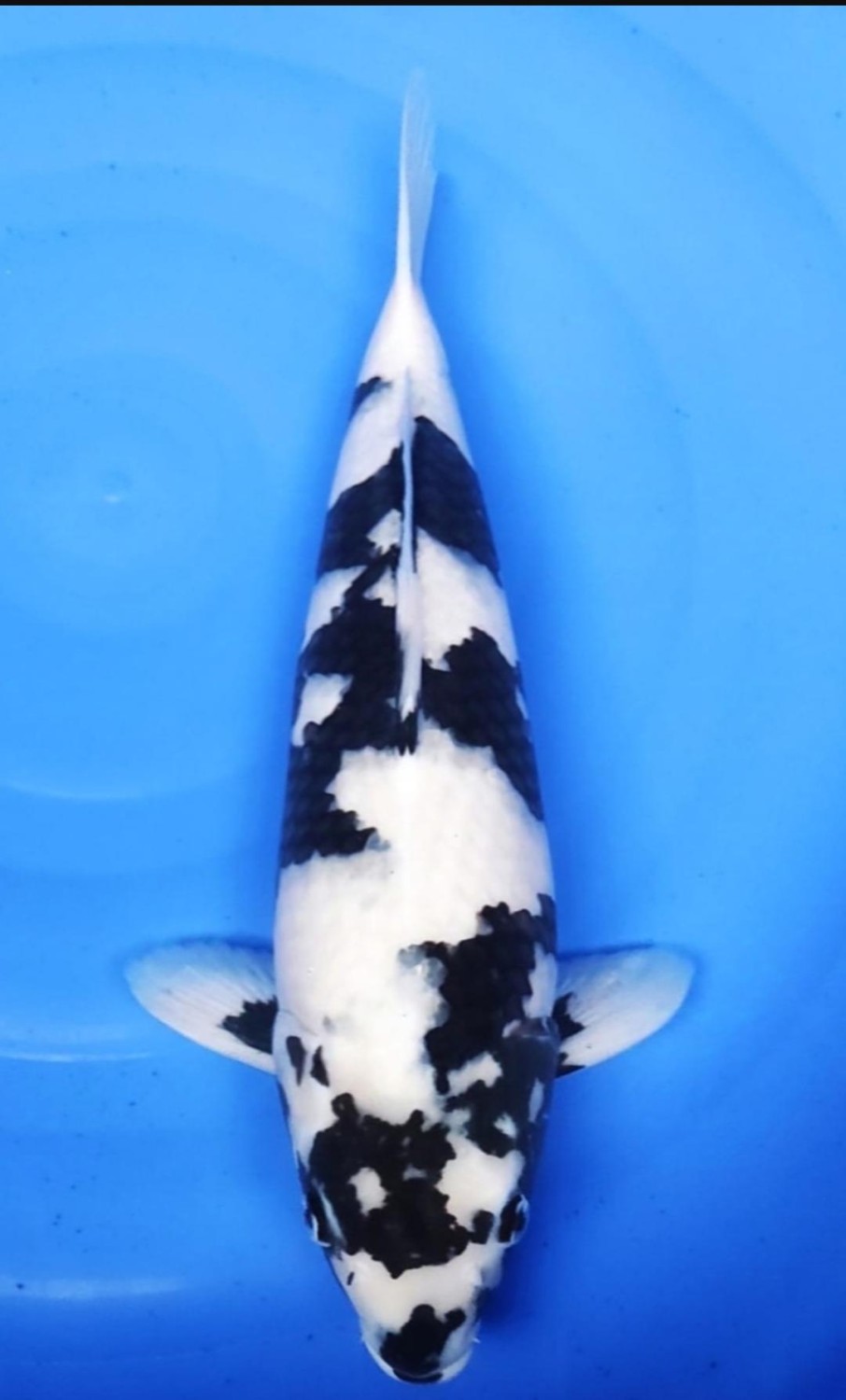 Best In Size B 51 - 55 cm