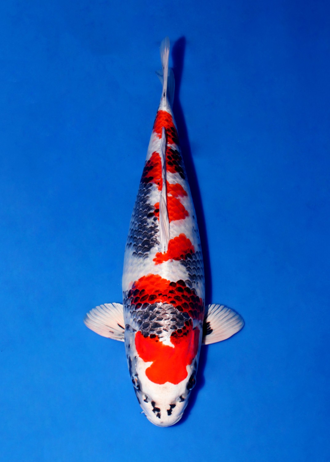 Ikan Koi Hikari Utsurimono