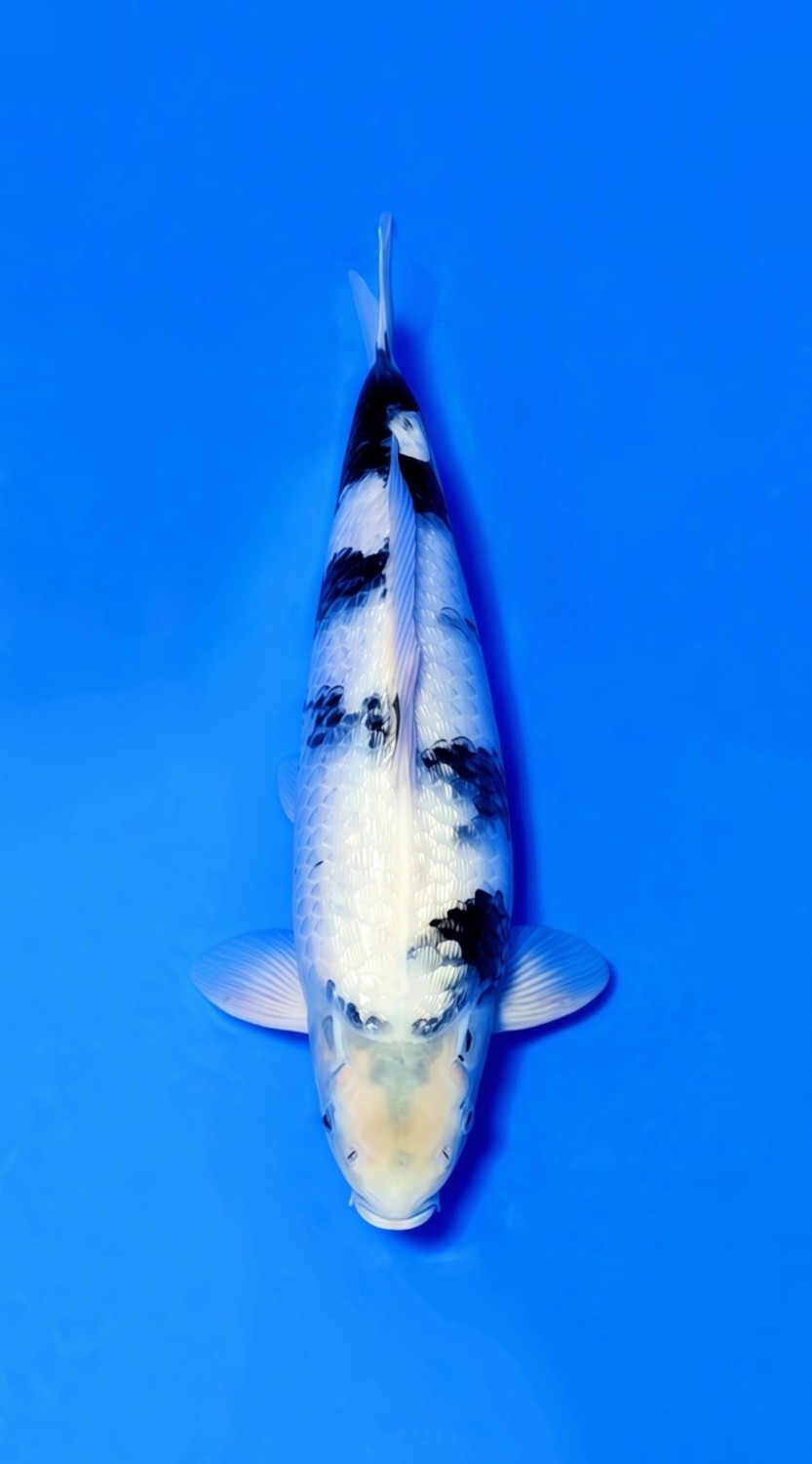Juara 1