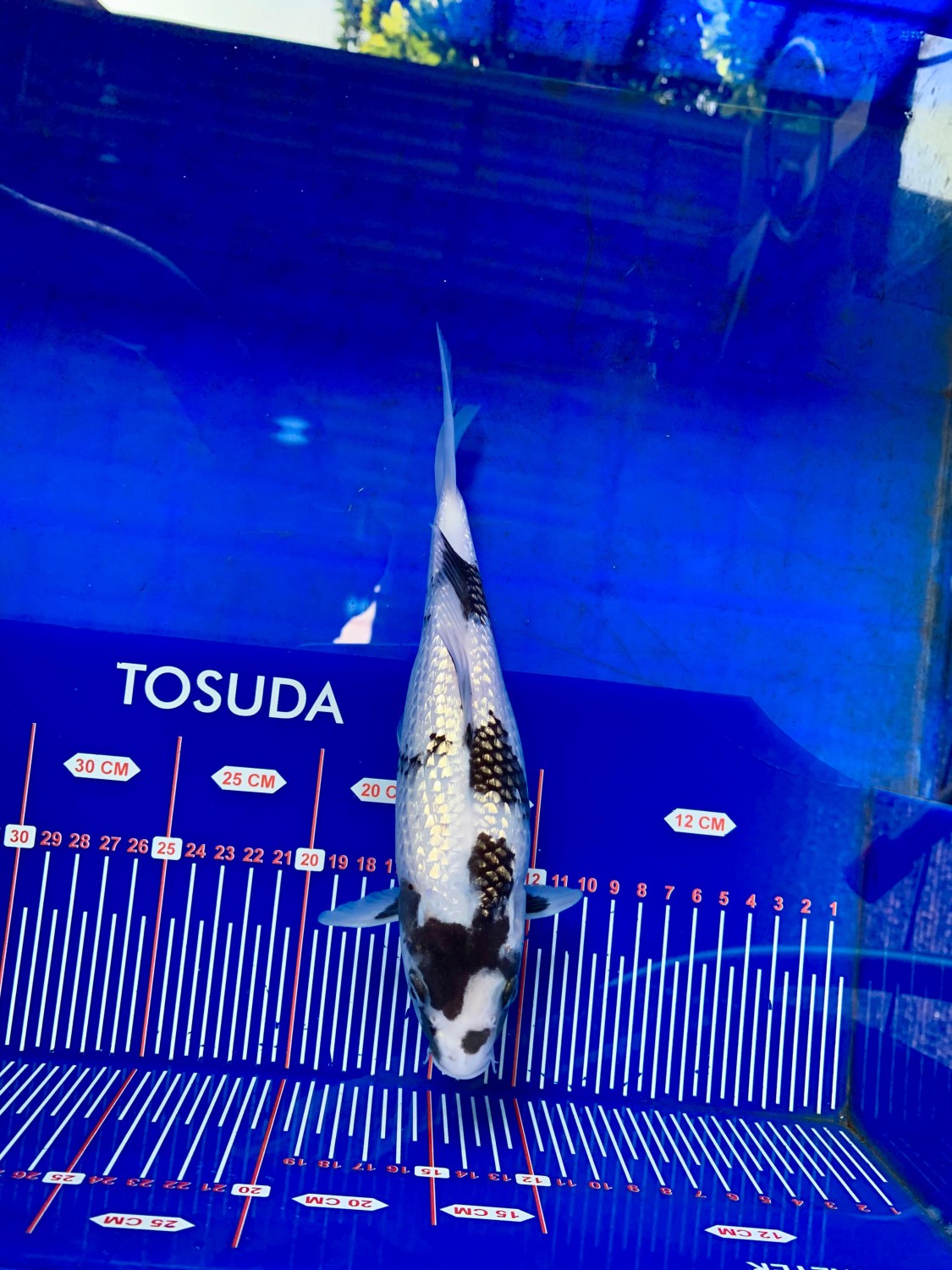 Ikan Koi Kinginrin B