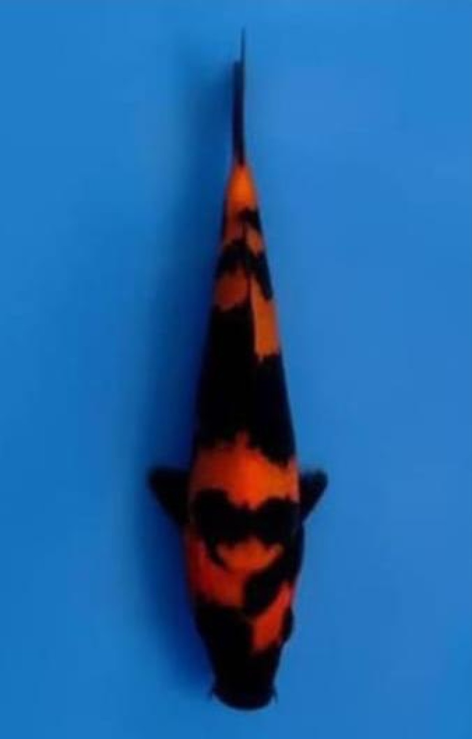 Best In Size D 21 - 25 cm