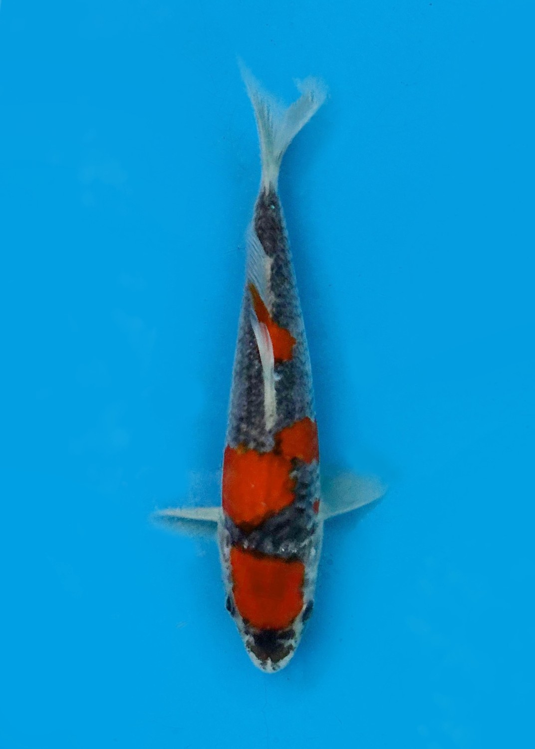 Juara 1