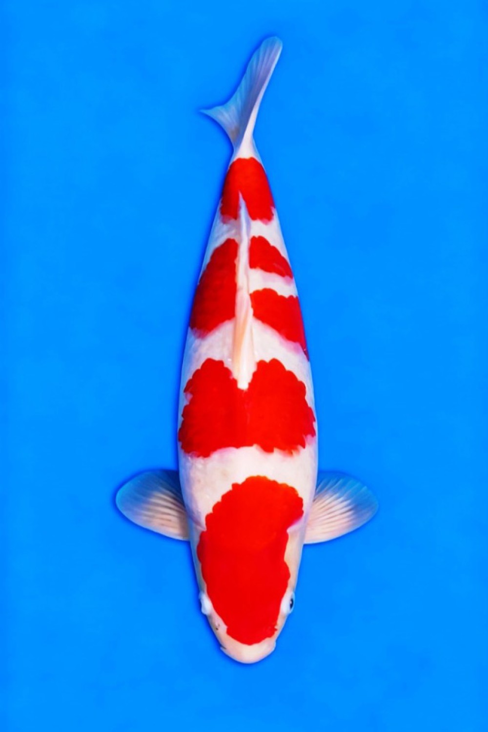 Juara 5