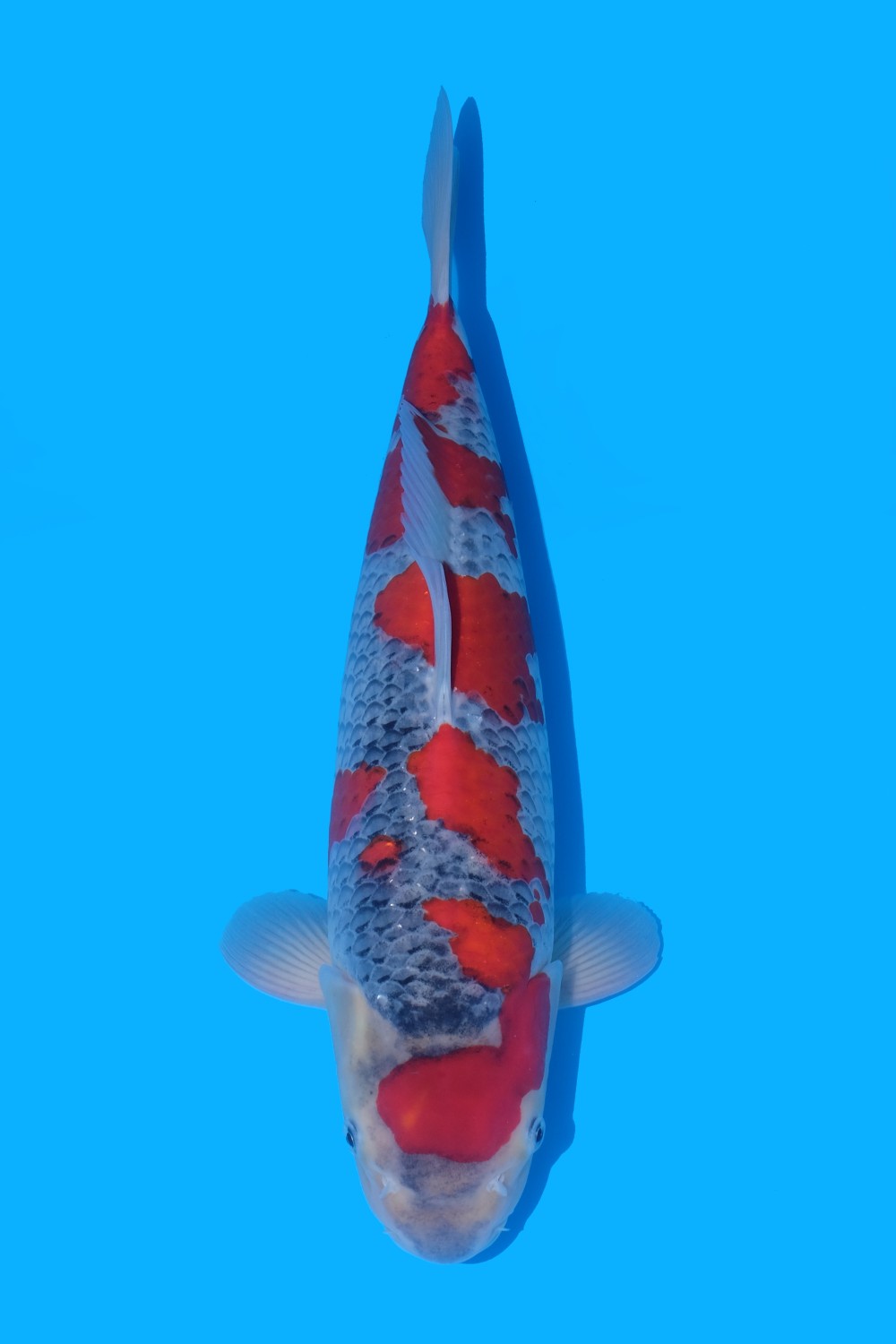 Juara 1