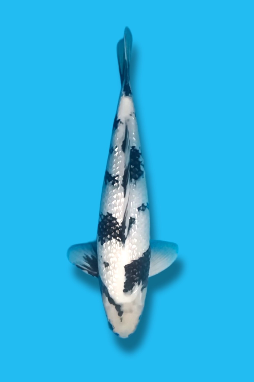 Juara 1