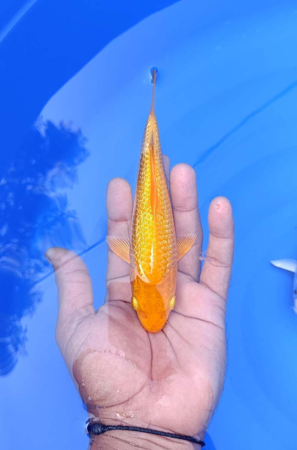 Juara 2
